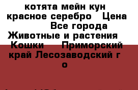 котята мейн кун, красное серебро › Цена ­ 30 - Все города Животные и растения » Кошки   . Приморский край,Лесозаводский г. о. 